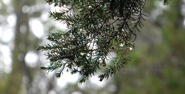 Close-up of the rain drops on branch of green spruce tree