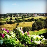 colorful petunia blossoming at rural landscape, czech, Frýdek-Místek