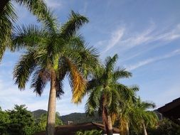 tropical palm trees along the road