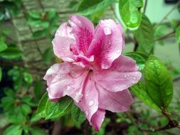 pink azalea in drops of water close-up