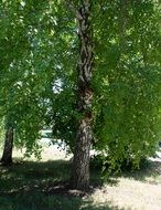 birch tree leaves