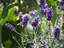 Colorful insects on the beautiful, violet and blue flowers in the meadow