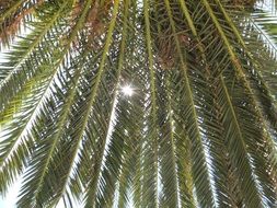 Sunlight through the green palm branches