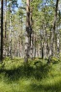 marsh in deciduous forest