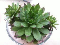 Beautiful green alocasia plant