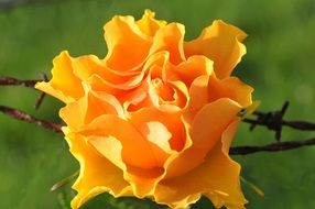 extraordinarily beautiful orange rose