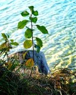 young plant near water scene