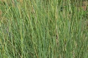 grass sky