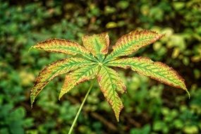 yellow-green dried chestnut leaf