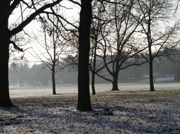 landscape of the wintry forest