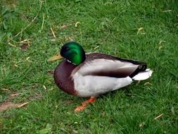 duck with green head on grass