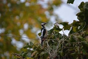 Great Spotted Woodpecker on a tree branch