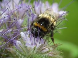 hummel sitting on a blossom