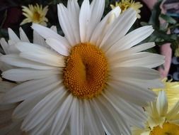 white daisy on the background of the meadow