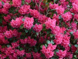 magnificent flowering azaleas