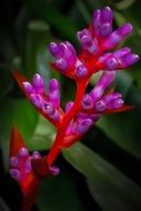 bright pink flower beauty