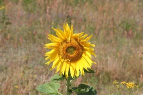 sunflower as a decoration of nature