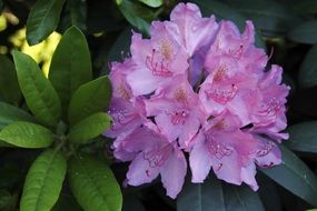Natural Purple rhododendron flowers