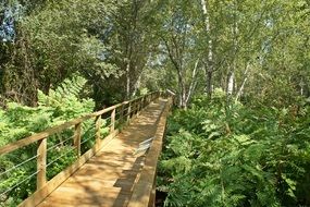 wooden bridge in a green deciduous forest