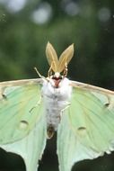 luna moth insect close-up on blurred background