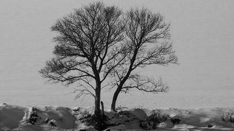 tree in contrast