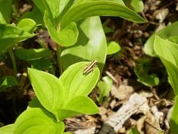 charming grasshopper insect