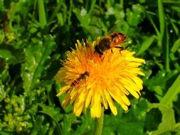 stunning insects hoverfly