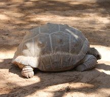 Picture of great turtle