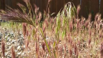 Grass seeds in spring