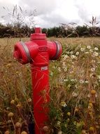hydrants field flowers