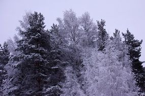 Snow is not the branches of pine trees in the forest