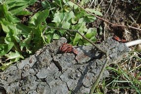 insects on a bark