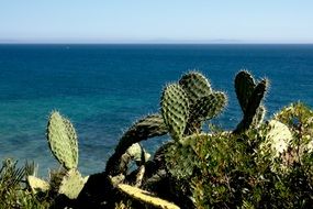 cacti on the sunny coast of spain