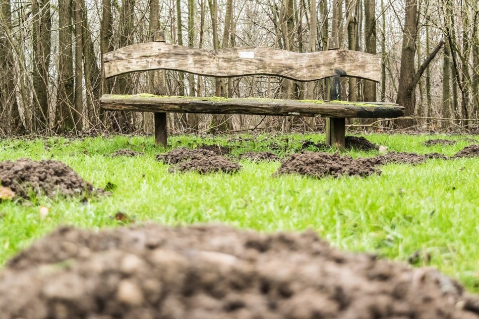 park wooden bench rest