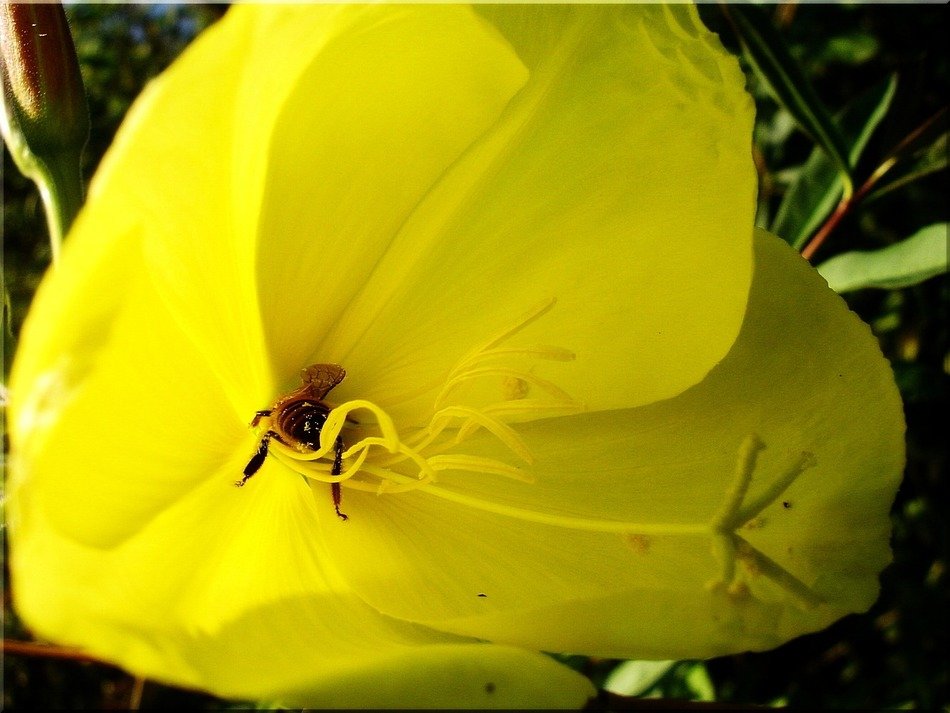 unimaginable honey bee