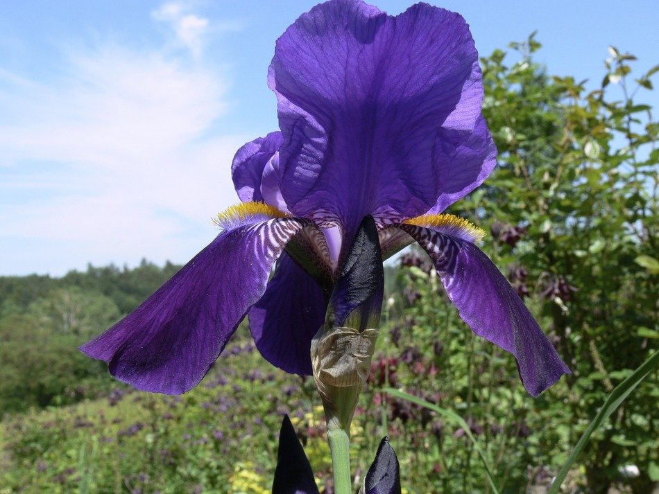 blue iris under the sun