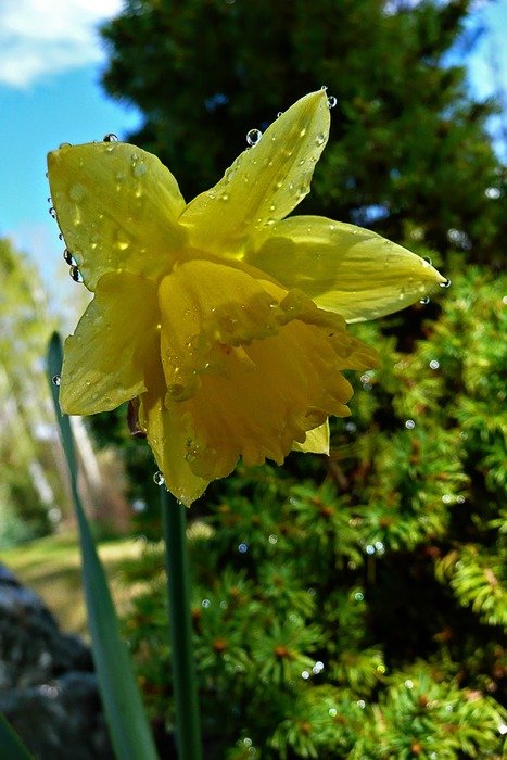 Beautiful blooming yellow daffodil in raindrops