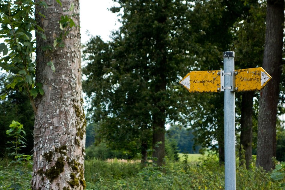picture of the shield in a forest