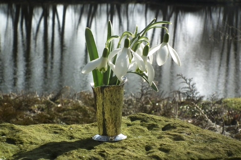 white snowdrop on the shore of the pond