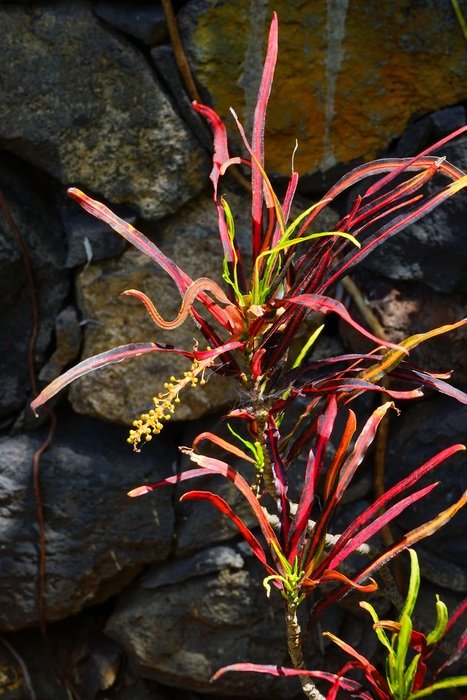 croton, tropical plant with red leaves