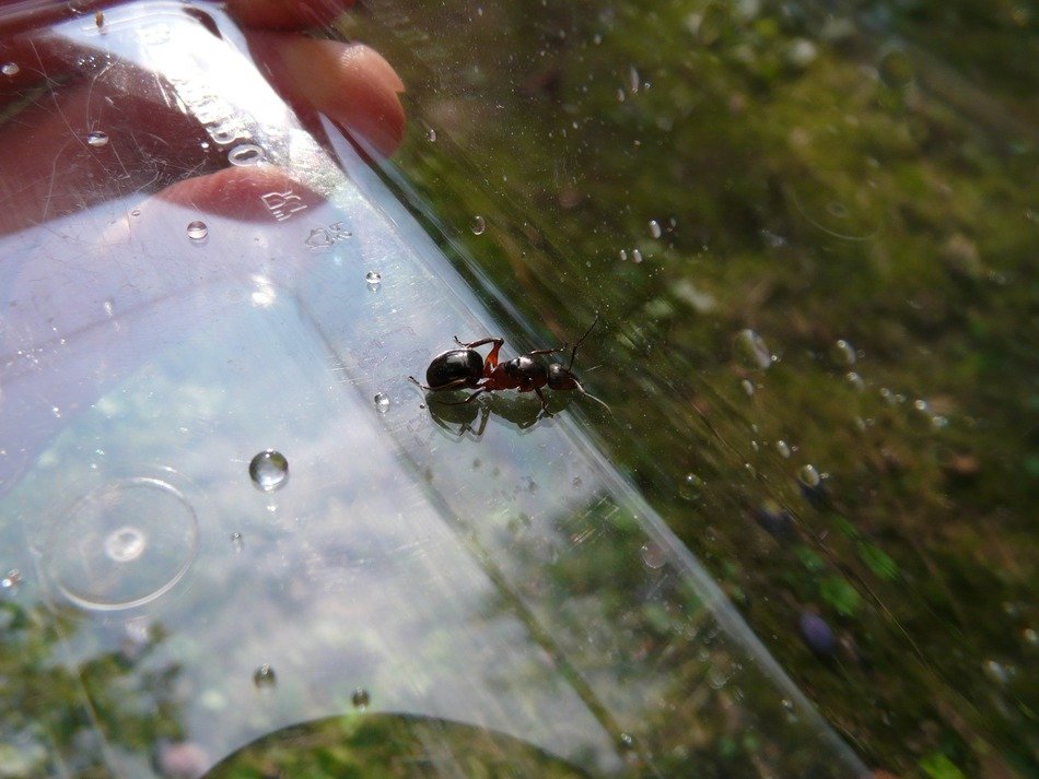 wood ant among the water droplets