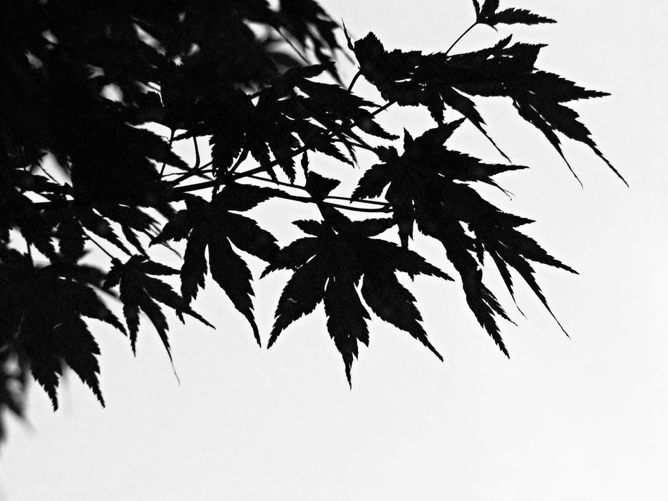 Black and white photo of leaves against the sky