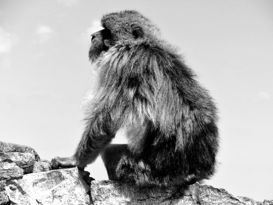 monkey on stones in black and white background