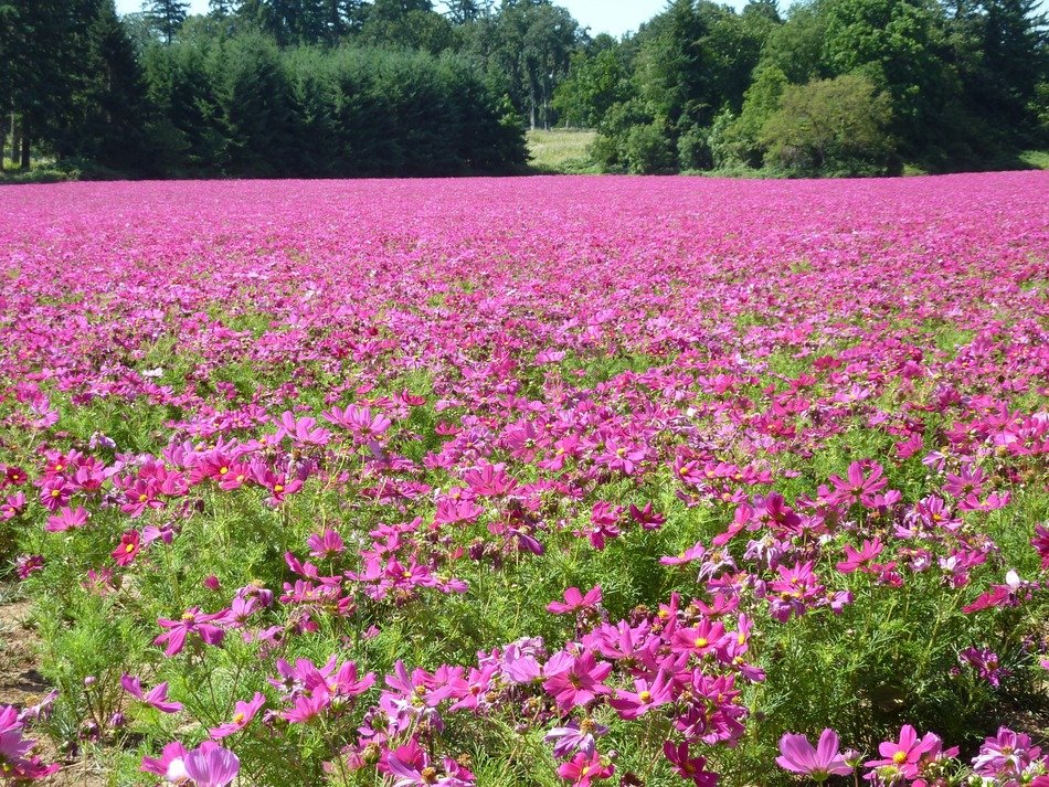 madly beautiful field flowers