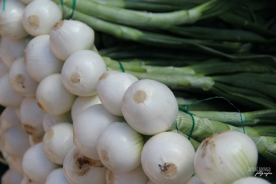 young onions with green feathers