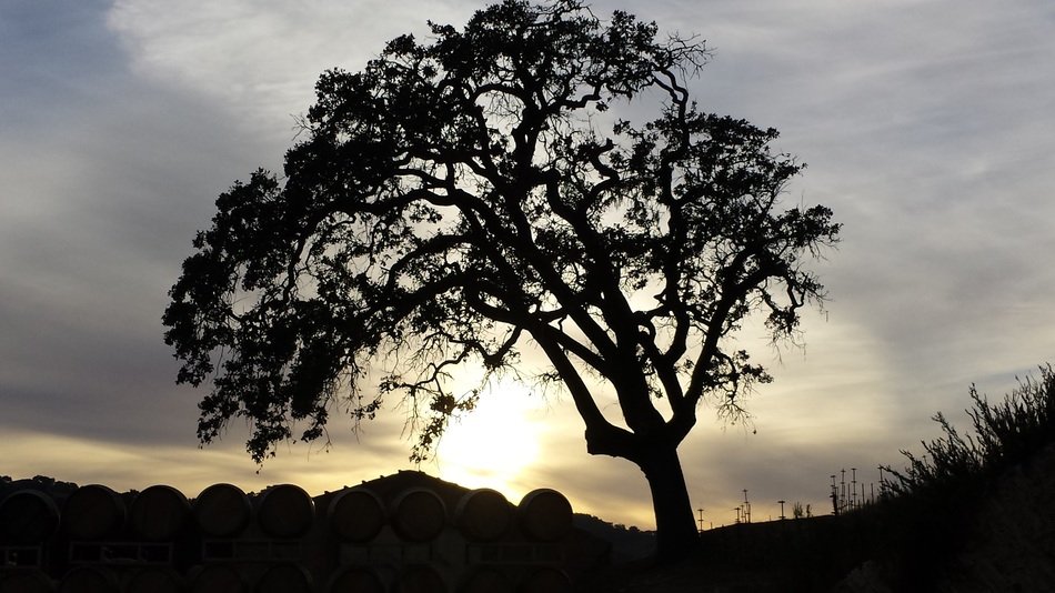 tree with sunset behind