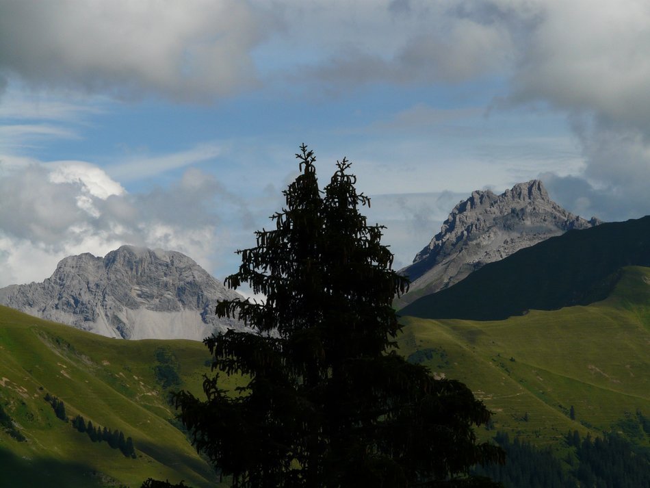 lonely tree in a meadow against the backdrop of the Alps