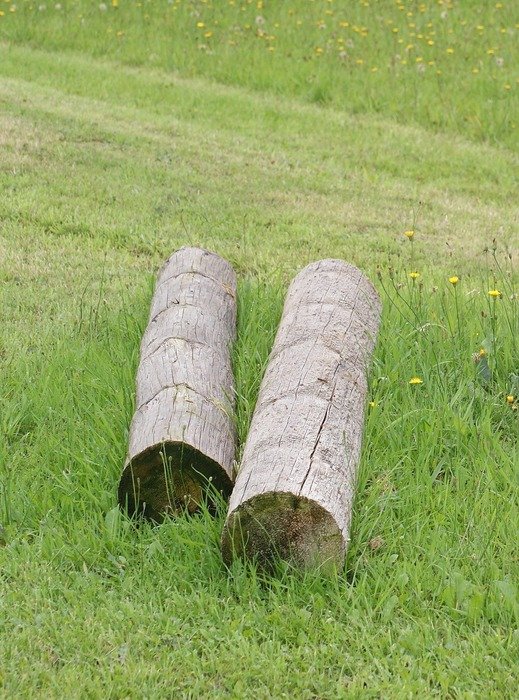 dry wood on the green grass