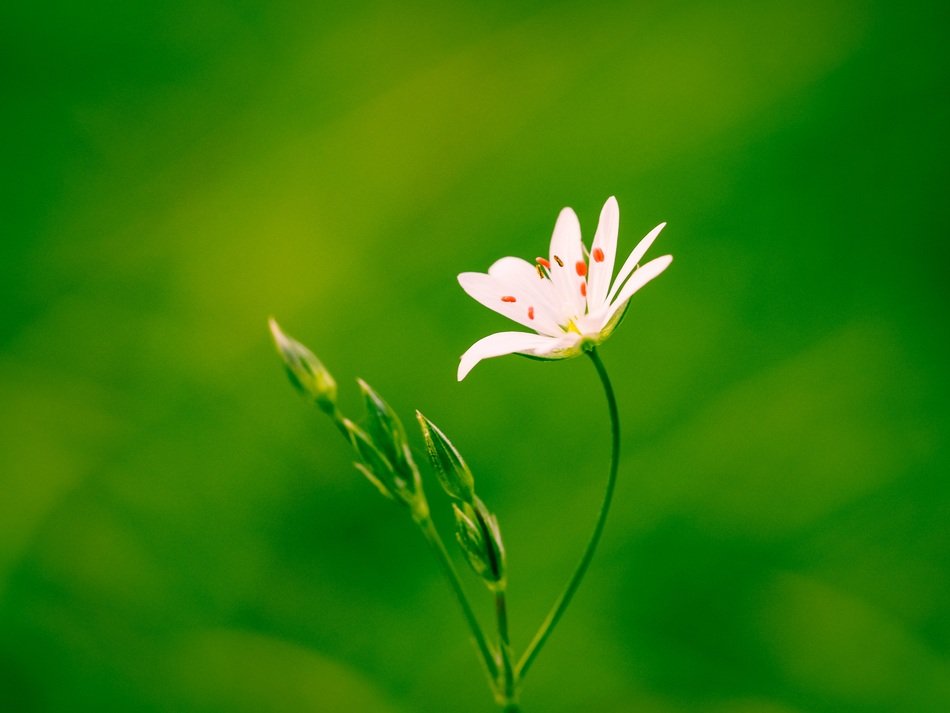 white flower on green background