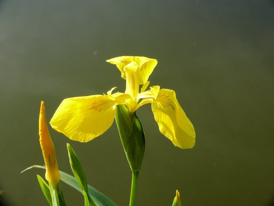 picture of the yellow cattail flower